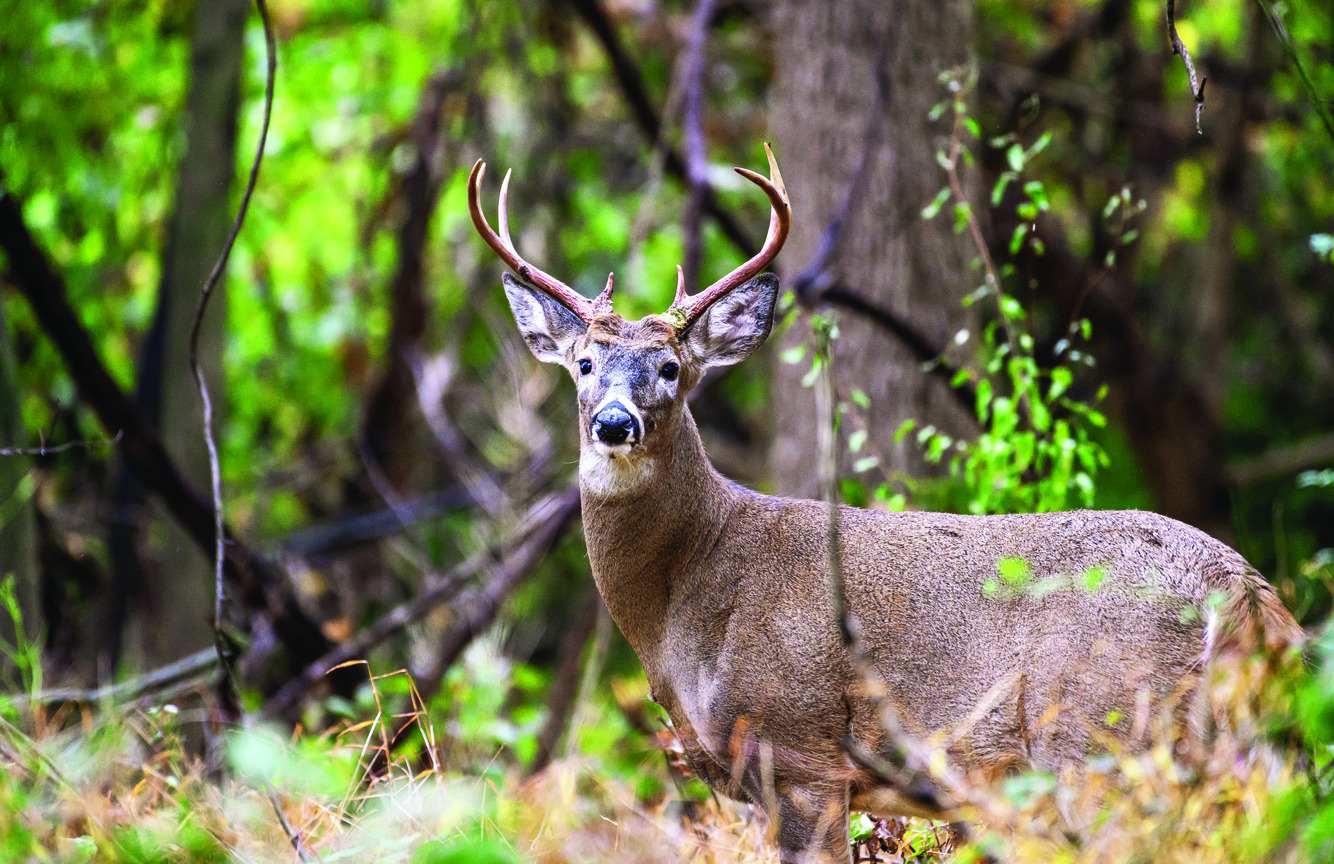 Deer bait privilege licenses available - Tullahoma News